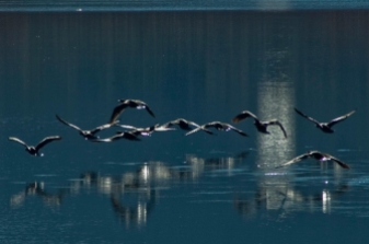 Cormoranes volando
