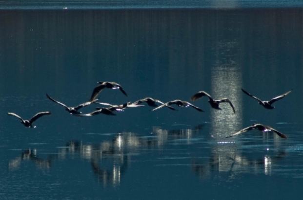 Cormoranes volando
